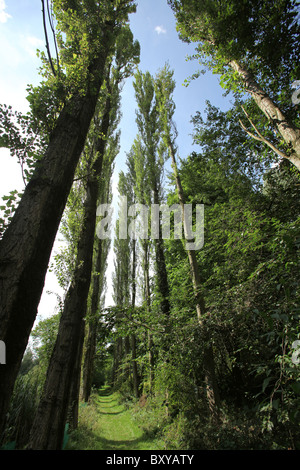 La Quinta Arboretum, Inghilterra. Vista estiva del (pioppo nero) alberato Viale Cavalieri a Quinta Arboretum. Foto Stock