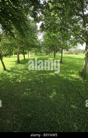 La Quinta Arboretum, Inghilterra. Vista estiva del grande Avenue al Quinta Arboretum. Foto Stock