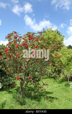 La Quinta Arboretum, Inghilterra. Vista estiva di Sorbus sitchensis con bacche rosse a Quinta Arboretum. Foto Stock