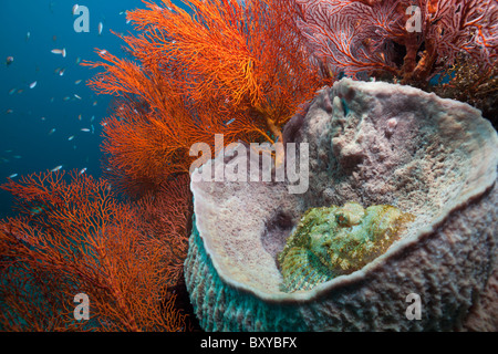 Scorfani Tassled nascosti nella canna spugna, Scorpaenopsis oxycephalus, Xestospongia "testudinaria, Amed, Bali, Indonesia Foto Stock