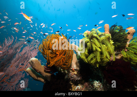 Colorata Barriera Corallina, Amed, Bali, Indonesia Foto Stock