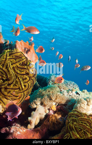 Lyretail Anthias in Coral Reef, Pseudanthias squamipinnis, Nusa Penida, Bali, Indonesia Foto Stock