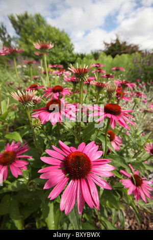 Bluebell Cottage Gardens, Inghilterra. Vista estiva dei confini e letti di fiori a Bluebell Cottage Gardens. Foto Stock