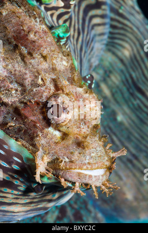 Tassled scorfani, Scorpaenopsis oxycephalus, Alam Batu, Bali, Indonesia Foto Stock