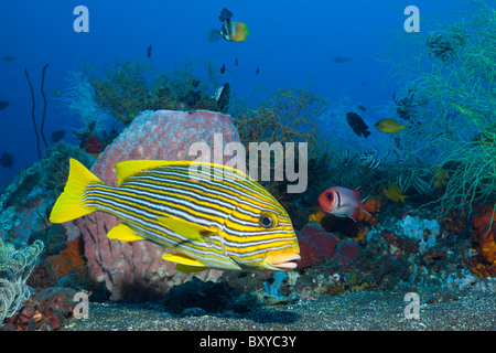 Giallo-nastro Sweetlips in Coral Reef, Plectorhinchus polytaenia, Alam Batu, Bali, Indonesia Foto Stock