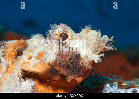 Tassled scorfani, Scorpaenopsis oxycephalus, Alam Batu, Bali, Indonesia Foto Stock