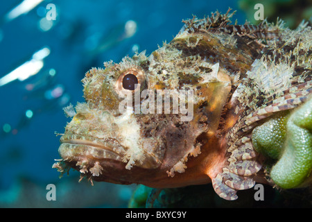 Tassled scorfani, Scorpaenopsis oxycephalus, Alam Batu, Bali, Indonesia Foto Stock