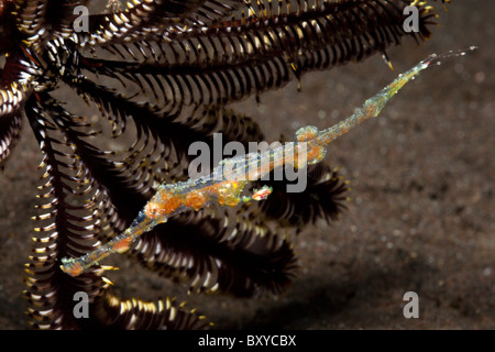 I capretti Harlequin Ghost Pipefish, Solenostomus paradoxus, Alam Batu, Bali, Indonesia Foto Stock
