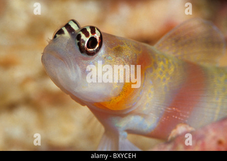 Steinitz boreale ghiozzo, Amblyeleotris steinitzi, Phuket, Tailandia Foto Stock