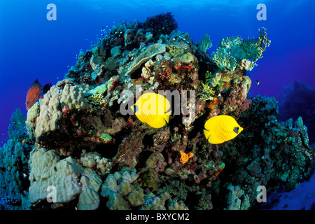 Masked Butterflyfish sulla barriera corallina, Chaetodon semilarvatus, Marsa Alam, Mar Rosso, Egitto Foto Stock