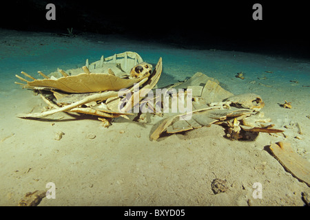 Resti scheletrici di tartarughe nella tomba di tartaruga, Sipadan, Borneo Malaysia Foto Stock