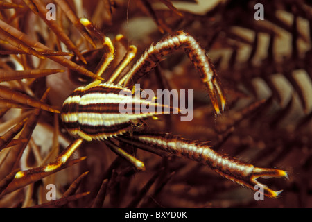 Crinoide Squat Lobster, Allogalathea elegans, Mabul, Borneo Malaysia Foto Stock