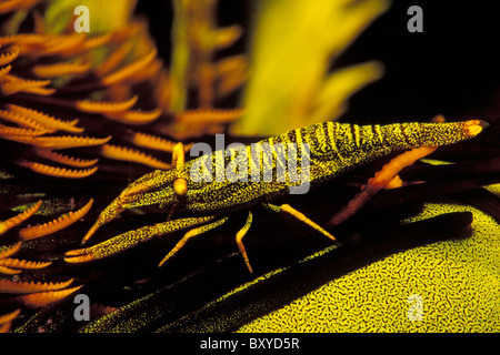 Crinoide commensali di gamberi Periclimenes commensalis, Mabul, Borneo Malaysia Foto Stock