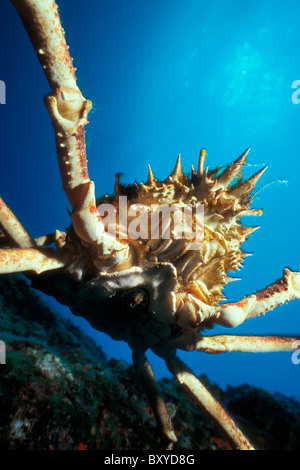 Il Ragno Gigante Granchio, Maja squinado, Vis, Dalmazia, Mare Adriatico, Croazia Foto Stock