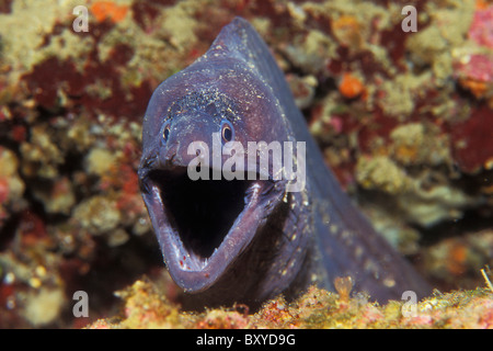 Murena mediterranea, Muraena helena, Vis, Dalmazia, Mare Adriatico, Croazia Foto Stock