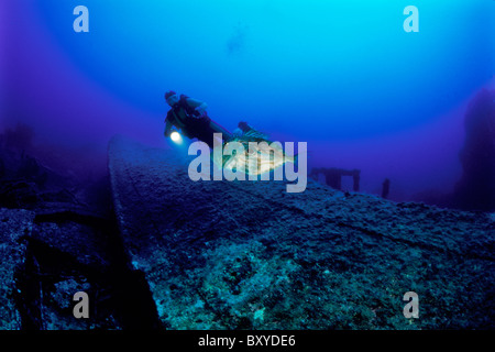 Scuba Diver e John Dory, Zeus faber, Palagruza, Mare Adriatico, Croazia Foto Stock