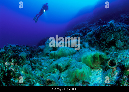 Scuba Diver scoprire antiche anfore, Palagruza, Mare Adriatico, Croazia Foto Stock