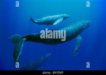 Humpback Whale madre e di vitello, Megaptera novaeangliae, Hawaii, STATI UNITI D'AMERICA Foto Stock