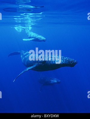 Humpback Whale madre e di vitello, Megaptera novaeangliae, Hawaii, STATI UNITI D'AMERICA Foto Stock