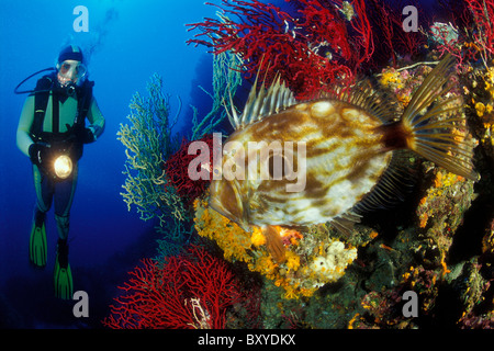 Scuba Diver e John Dory, Zeus faber, Svetac, Dalmazia, Mare Adriatico, Croazia Foto Stock