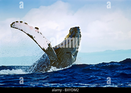 Violare Humpback Whale, Megaptera novaeangliae, Hawaii, STATI UNITI D'AMERICA Foto Stock