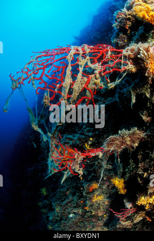 La peste di alghe nel mare Mediterraneo, Cres, Mare Adriatico, Croazia Foto Stock