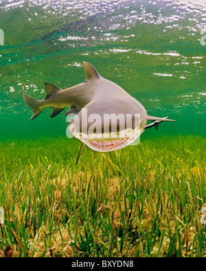 Lo squalo limone, Negaprion brevirostris, Key Largo, Florida, Stati Uniti d'America Foto Stock