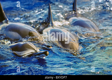 Gruppo di Spinner il Delfino Stenella longirostris longirostris, Big Island, Hawaii, STATI UNITI D'AMERICA Foto Stock