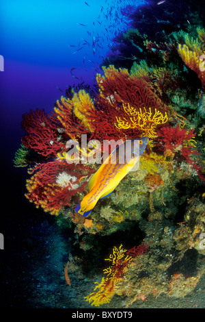Il cuculo Wrasse in Coral Reef, Labrus bimaculatus, Susac, Dalmazia, Mare Adriatico, Croazia Foto Stock