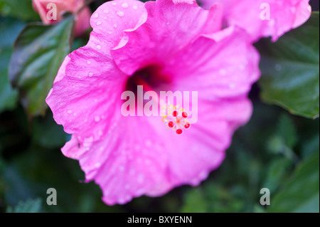 Magenta fiori di ibisco con gocce di pioggia Foto Stock