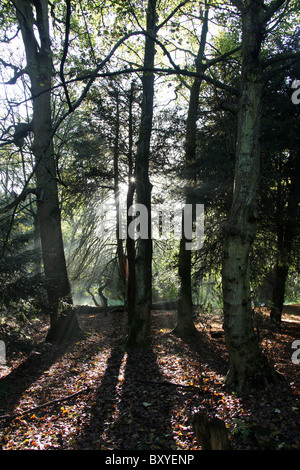 Adlington Hall & Gardens, Inghilterra. Drammatica la mattina presto Veduta autunnale della Adlington Hall e giardini Wilderness area. Foto Stock