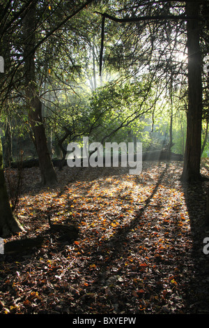 Adlington Hall & Gardens, Inghilterra. Drammatica la mattina presto Veduta autunnale della Adlington Hall e giardini Wilderness area. Foto Stock