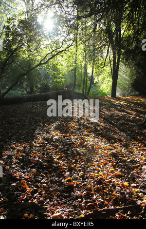 Adlington Hall & Gardens, Inghilterra. Drammatica la mattina presto Veduta autunnale della Adlington Hall e giardini Wilderness area. Foto Stock