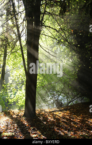 Adlington Hall & Gardens, Inghilterra. Drammatica la mattina presto Veduta autunnale della Adlington Hall e giardini Wilderness area. Foto Stock