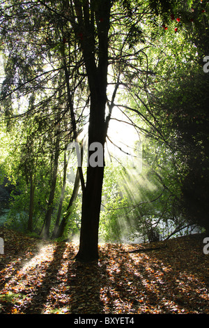 Adlington Hall & Gardens, Inghilterra. Drammatica la mattina presto Veduta autunnale della Adlington Hall e giardini Wilderness area. Foto Stock