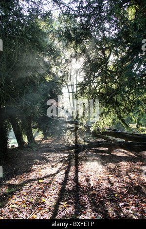 Adlington Hall & Gardens, Inghilterra. Drammatica la mattina presto Veduta autunnale della Adlington Hall e giardini Wilderness area. Foto Stock