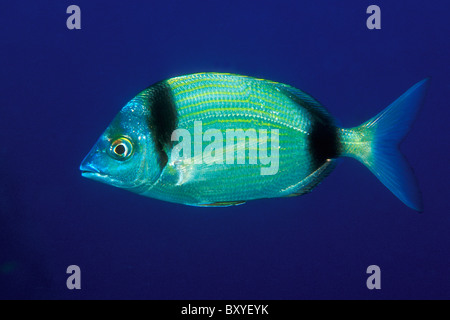 Due fasce di Breme, Diplodus vulgaris, Susac, Dalmazia, Mare Adriatico, Croazia Foto Stock