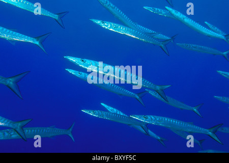 Secca di strisce di Barracuda, Sphyraena viridensis, Kas, Antalya, Mare mediterraneo, Turchia Foto Stock