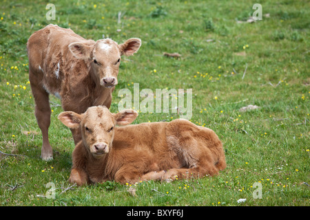 I giovani vitelli marrone in buttercup meadow, County Clare, Irlanda occidentale Foto Stock