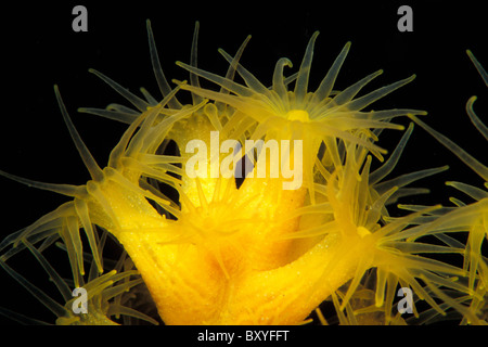 Cluster giallo Anemone, Parazoanthus axinellae, isole Medes, Costa Brava, Spagna Foto Stock