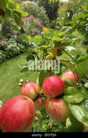 Bluebell Cottage Gardens, Inghilterra. Inizio autunno vista di mele in Bluebell Cottage Gardens Orchard. Foto Stock