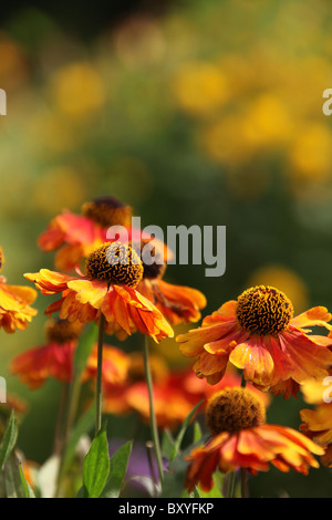 Bluebell Cottage Gardens, Inghilterra. Inizio autunno vista ravvicinata di echinacea è in piena fioritura a Bluebell Cottage Gardens. Foto Stock