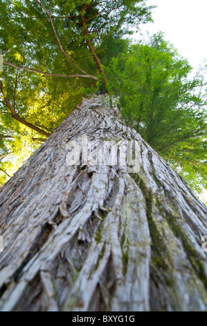 Taxodium distichum taxodiaceae tree Foto Stock