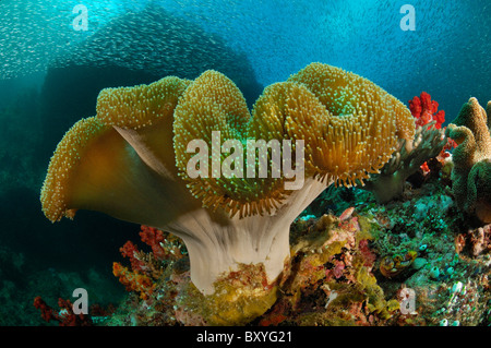 Fungo corallo morbido, Sarcophyton sp., Triton Bay, Papua occidentale, in Indonesia Foto Stock