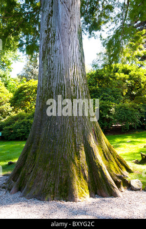 Taxodium distichum taxodiaceae tree Foto Stock