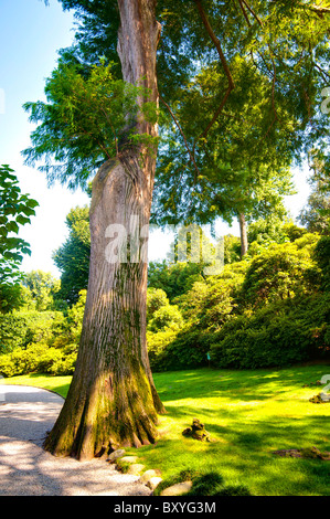 Taxodium distichum taxodiaceae tree Foto Stock