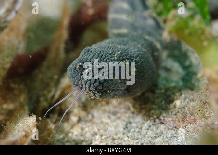 Un elefante carrello serpente del mare con la sua linguetta a caccia di cibo, Manado, Sulawesi, Indonesia. Foto Stock