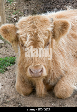 I giovani di Highland bovini in appoggio sulla North Cornwall costa vicino Boscastle Foto Stock