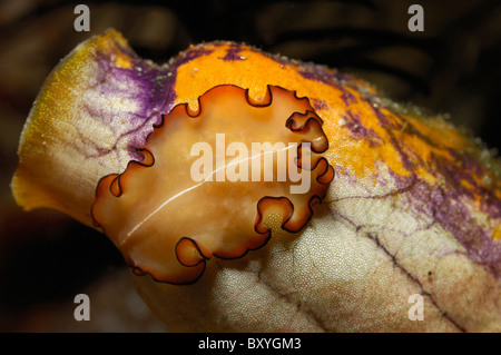 Flatworm su Golden Tunicate, Maiazoon orsaki, Polycarpa aurata, Raja Ampat, Papua occidentale, in Indonesia Foto Stock