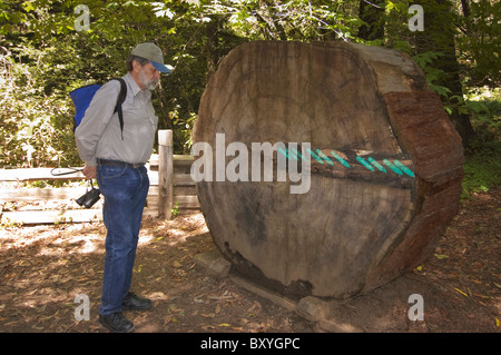 Elk237-X168 California, Big Sur Costa, Pfeiffer Big Sur State Park, Centro Visitatori, un uomo guarda il Redwood display di crescita Foto Stock